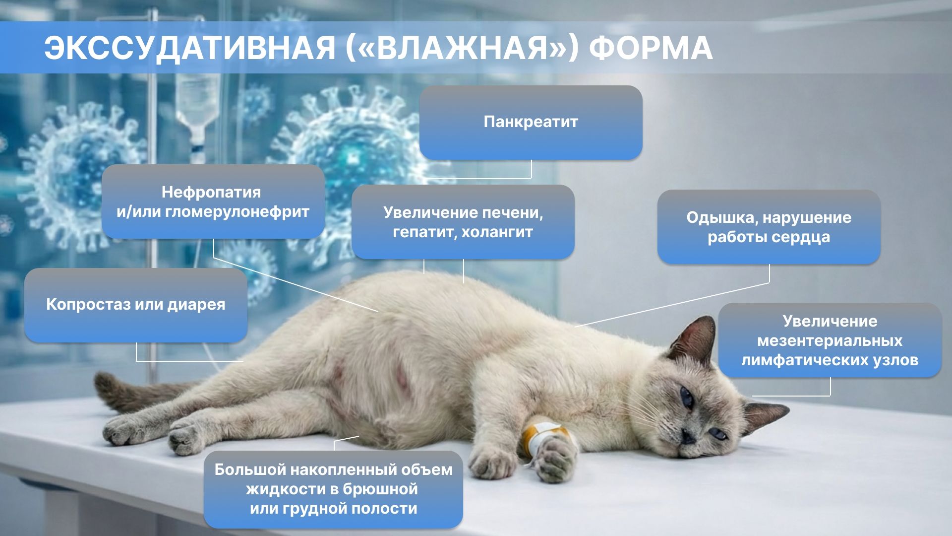Влажная (экссудативная) форма - наиболее распространенная форма инфекционного перитонита кошек